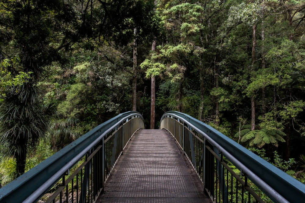 Calm forest boardwalk in soft daylight